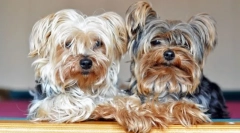 Dog yorkshire teriér (foto): malý přítel pro vaši rodinu